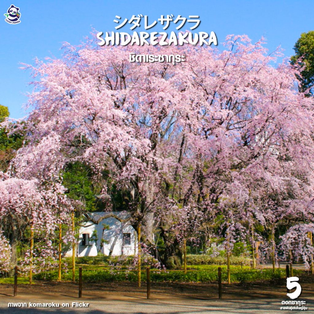 5 ดอกซากุระ สายพันธุ์เด่นในญี่ปุ่น