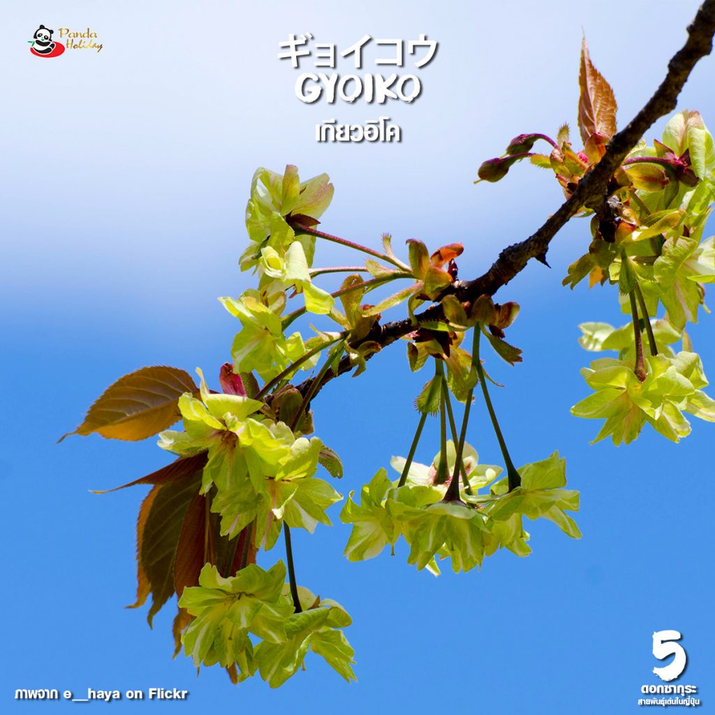 5 ดอกซากุระ สายพันธุ์เด่นในญี่ปุ่น